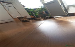 Domestic Shorthair cats for sale: Male 1 year old cat looking for a new home - Image 2