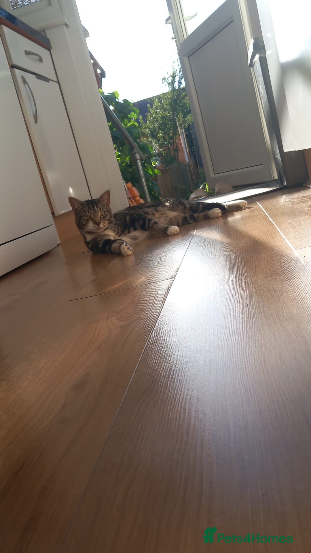 Domestic Shorthair cats for sale: Male 1 year old cat looking for a new home - Image 2