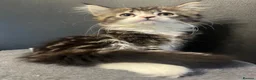 Mixed Breed cats for sale: Super fluffy mixed breed Kittens - Advert 4
