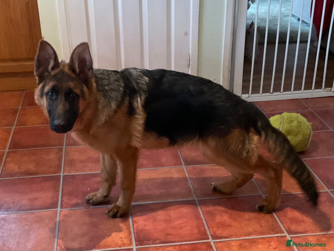 German Shepherd dogs for sale: Outstanding specimen German Shepherd  - Advert 23