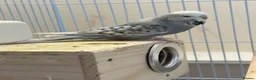 Budgerigars birds for sale: Beautiful Female Budgie – 2025 Rung - Advert 5