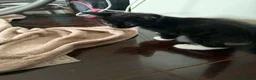 Mixed Breed cats for sale: Beautiful kittens  in Leeds - Advert 8