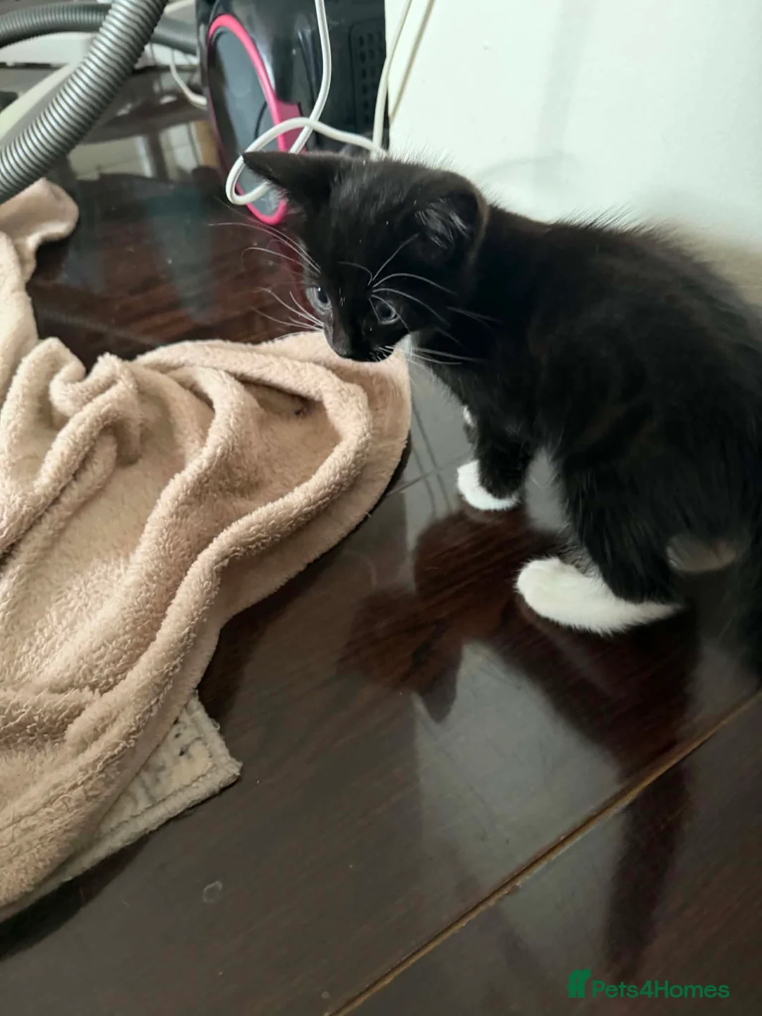 Mixed Breed cats for sale: Beautiful kittens  in Leeds - Advert 8
