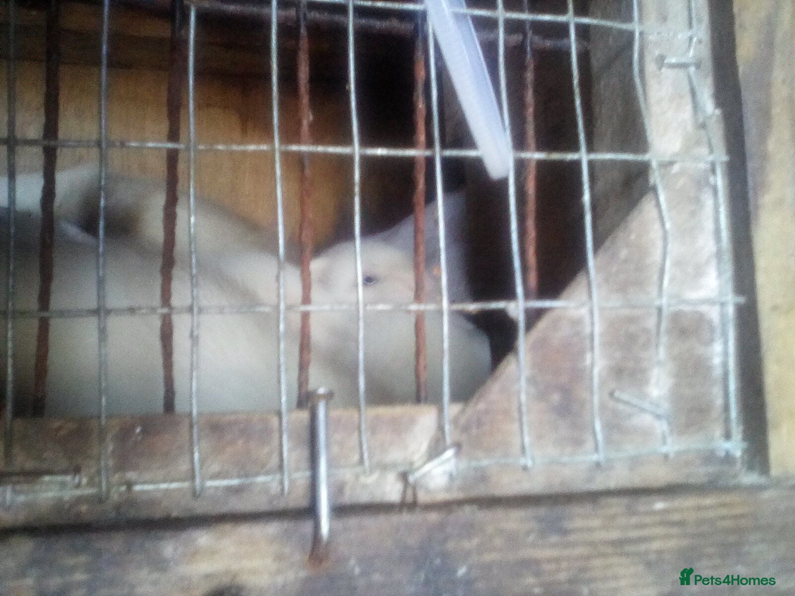 Ferret rodents Young ferrets for sale - Advert 3