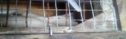 Ferret rodents for sale: Young ferrets for sale in Seaham - Advert 1