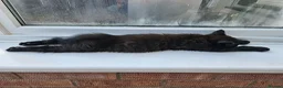 Mixed Breed cats for sale: 2 Black boys 1 Tuxedo Girl Ready Now - Advert 8