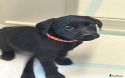 Labrador Retriever dogs for sale: Beautiful Labrador puppies for sale  - Image 8