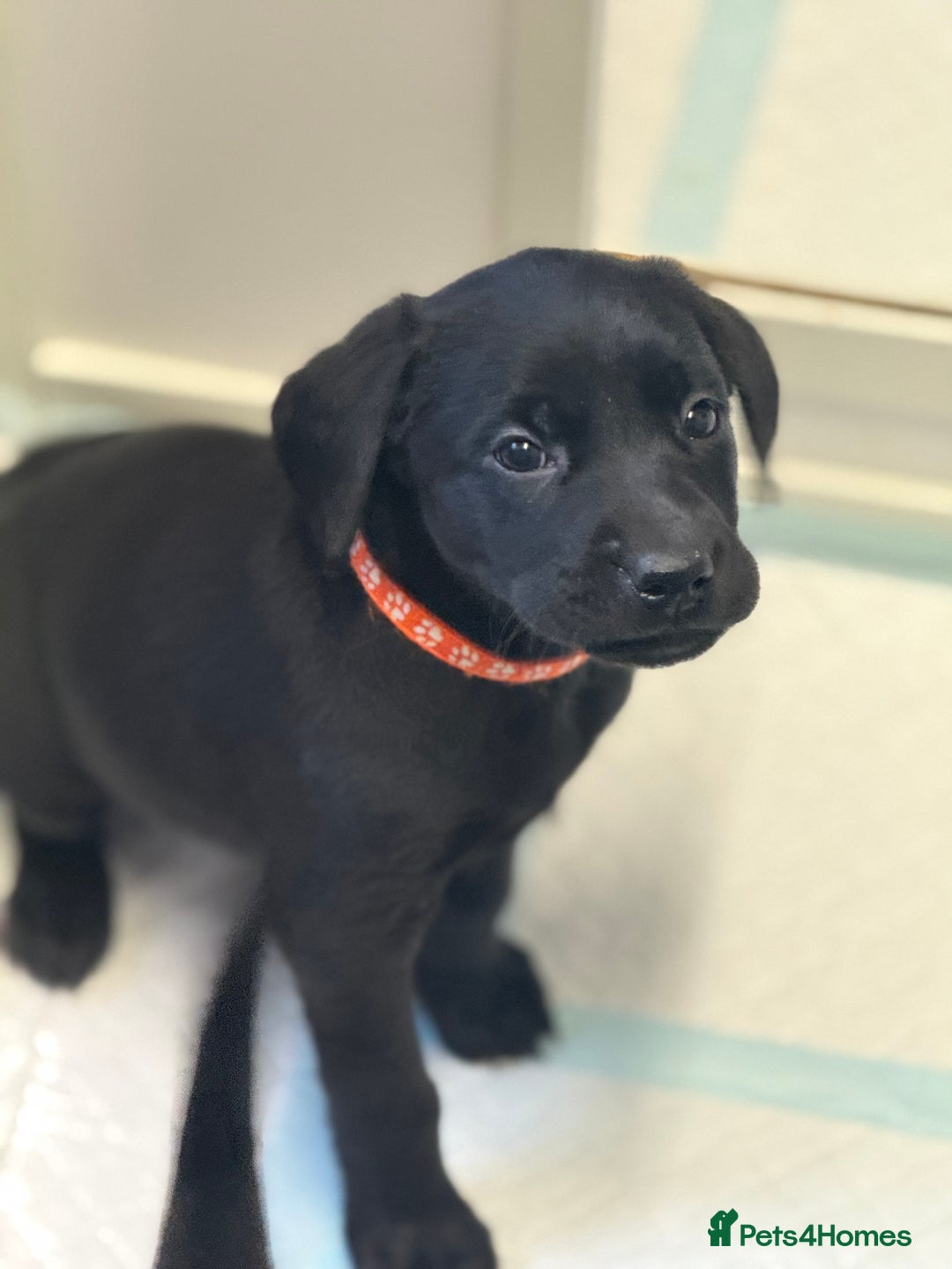 Labrador Retriever dogs for sale: Beautiful Labrador puppies for sale  - Image 8