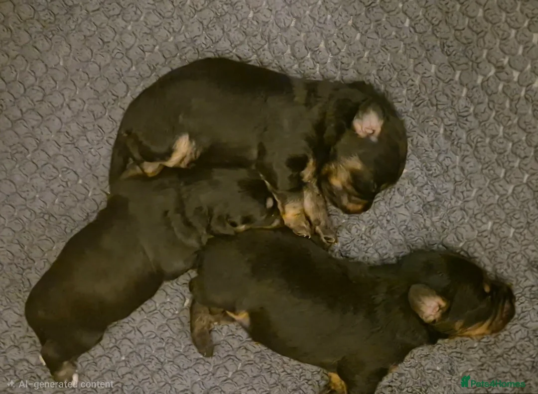 Mixed Breed dogs for sale: Extremely cute cockapomapoo puppys - Advert 1