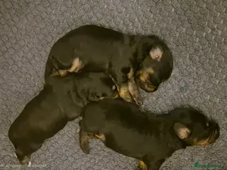 Mixed Breed dogs Extremely cute cockapomapoo puppys - Advert 1