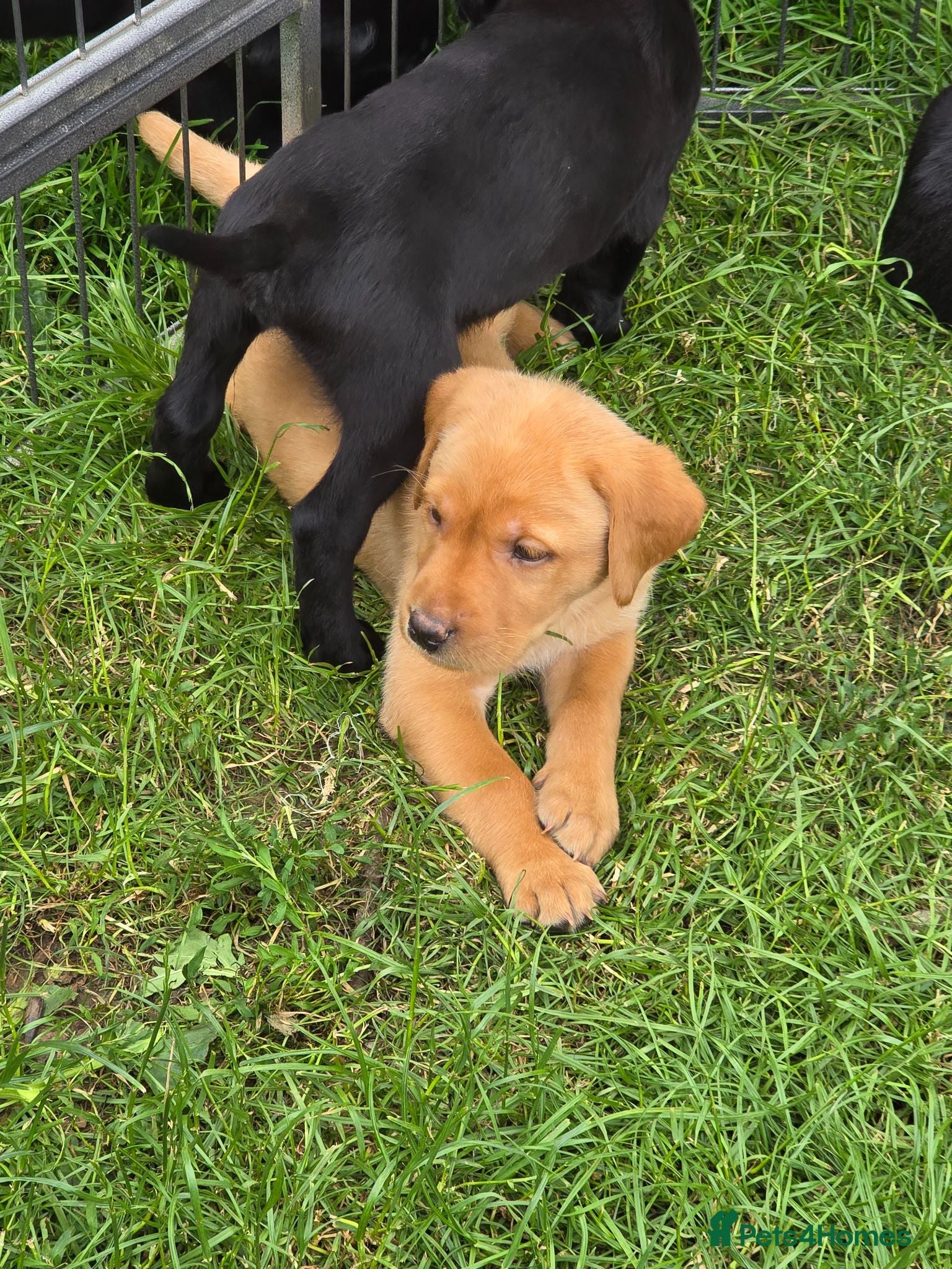 Labrador Retriever dogs Beautiful litter of puppies for sale - Advert 1