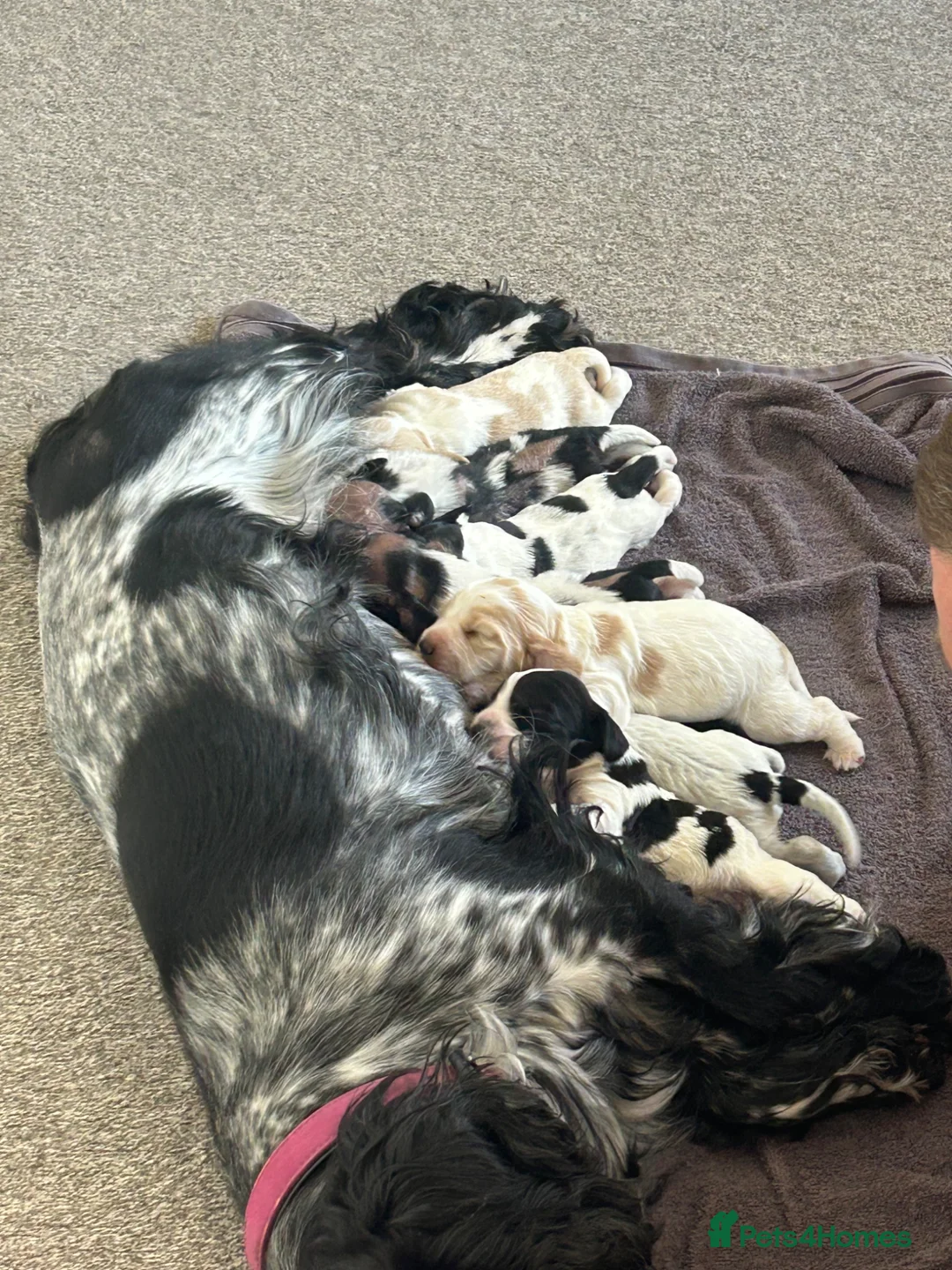 Cocker Spaniel dogs for sale: COCKER SPANIEL PUPPIES  - Advert 2