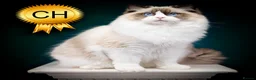 Ragdoll cats for sale: Champion Ragdoll Boy Zeus SHOW-BREED - Advert 1
