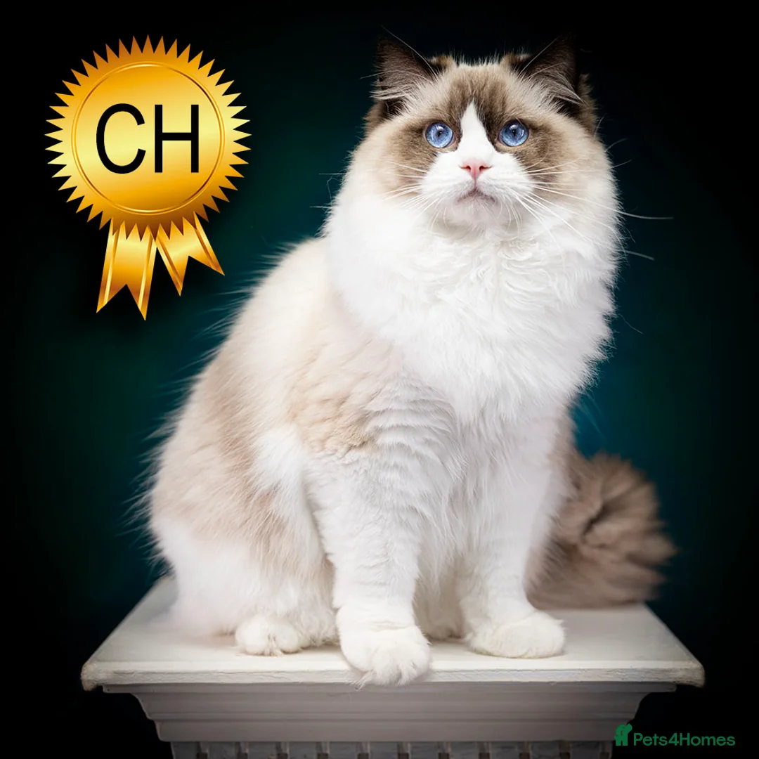 Ragdoll cats for sale: Champion Ragdoll Boy Zeus SHOW-BREED - Advert 1