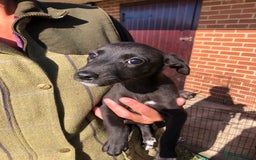 Mixed Breed dogs for sale: Bedlington terrier pups X poodle  - Image 9