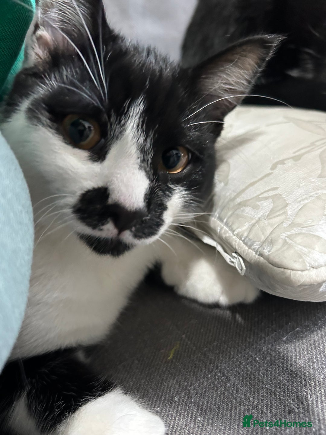 Domestic Shorthair cats for sale: 4 black and white kittens  - Advert 10