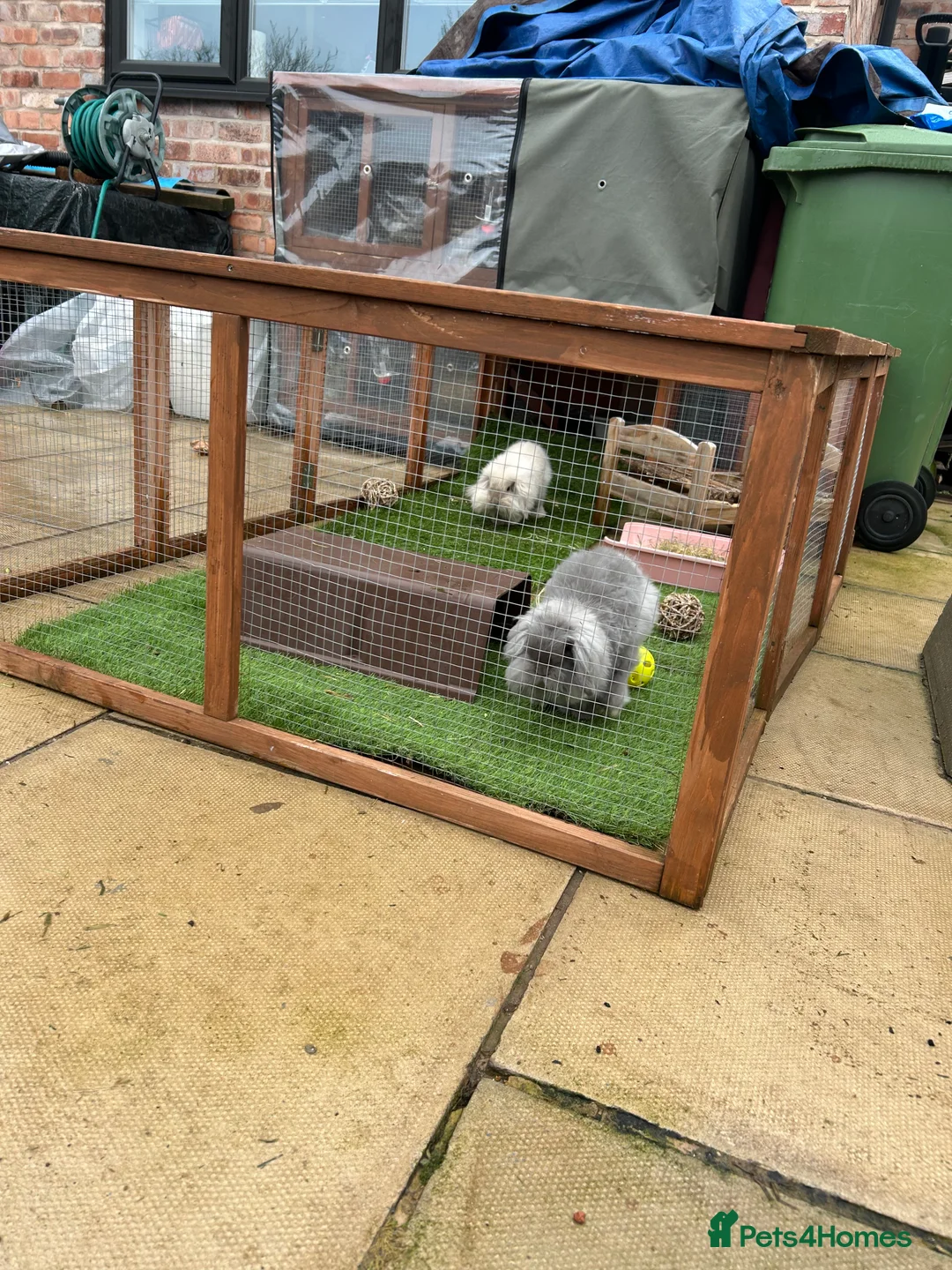 Mixed Breed rabbits for sale: Lionhead lop bunnies in Widnes - Advert 1