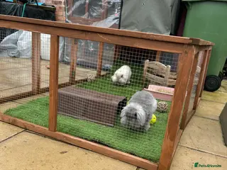 Mixed Breed rabbits Lionhead lop bunnies - Advert 1