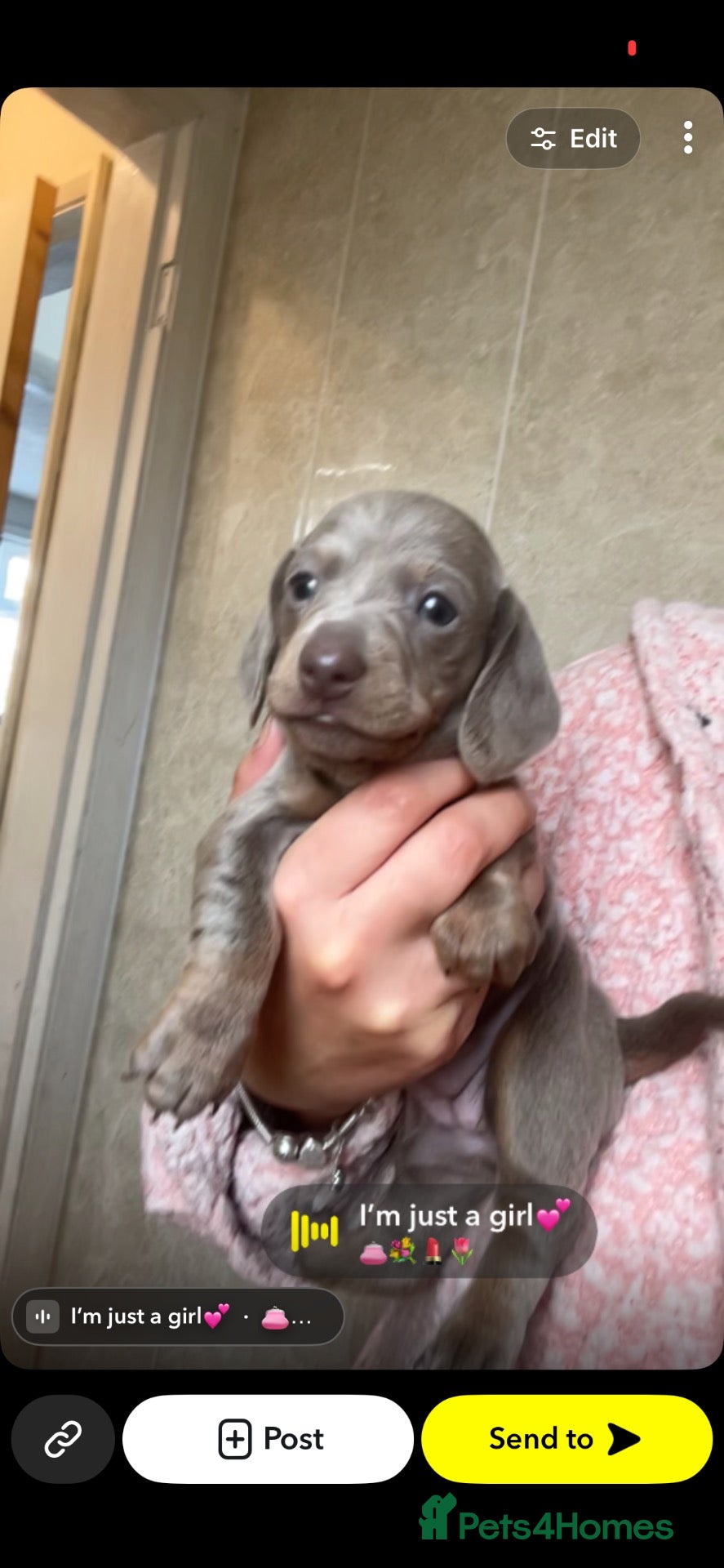 Dachshund dogs 💗2 GIRLS LEFT 💗 Dachshunds 👀 🏡  - Advert 14