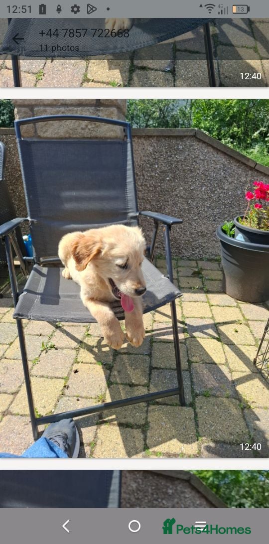Golden Retriever dogs KC registered golden retriever girls  - Advert 5