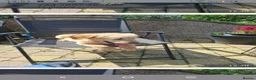 Golden Retriever dogs for sale: KC registered golden retriever girls  - Advert 1