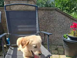 Golden Retriever dogs KC registered golden retriever girls - Advert 1