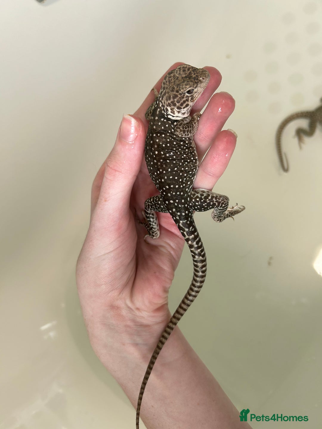 Lizard reptiles for sale: 3 beautiful collared lizards  with cage  - Image 7