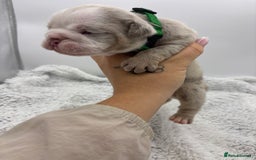 English Bulldog dogs for sale: 10 British Bulldog puppies 🐶  - Image 31