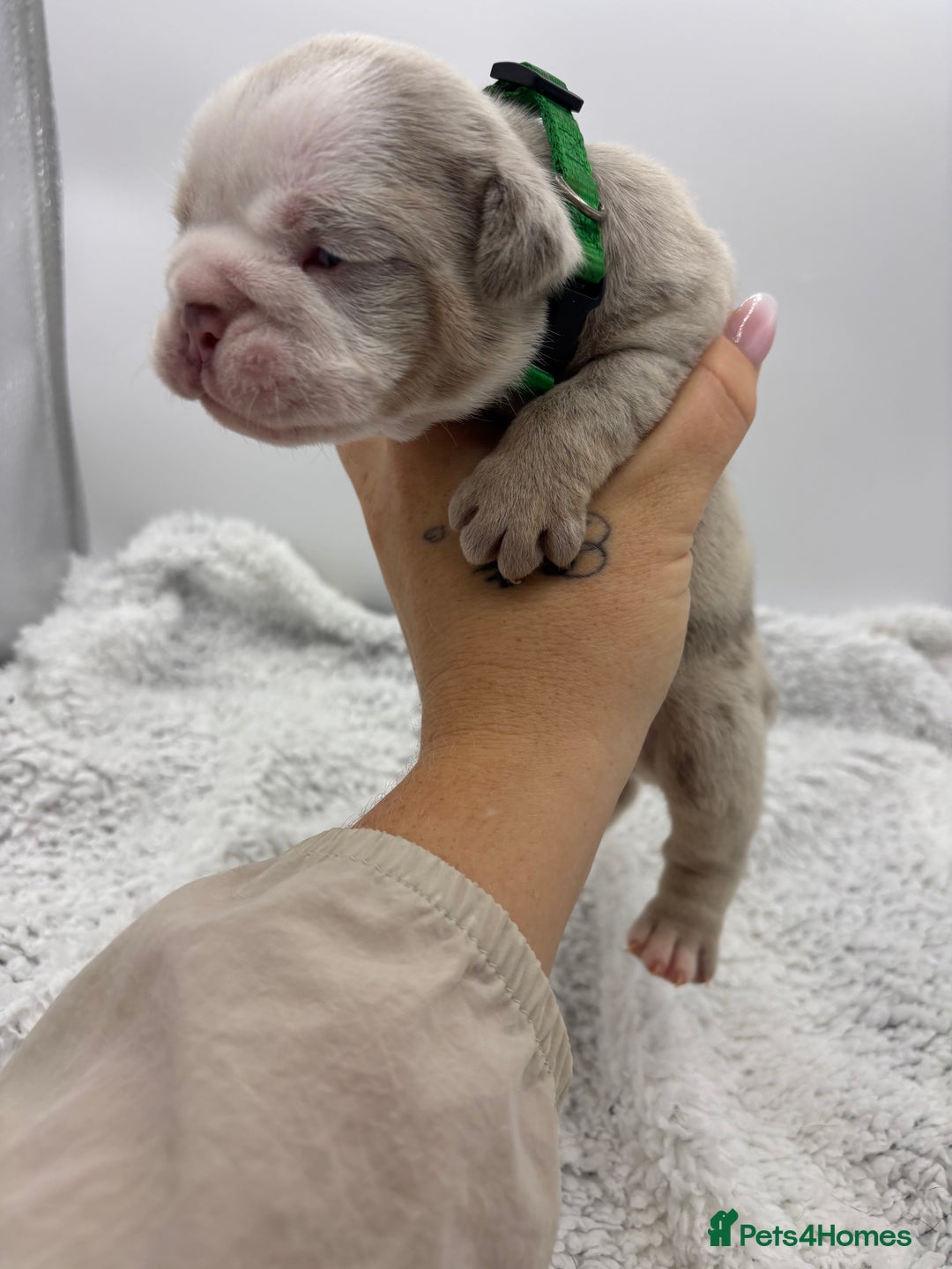 English Bulldog dogs for sale: 10 British Bulldog puppies 🐶  - Image 31