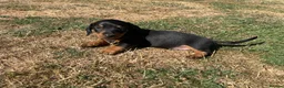Miniature Dachshund dogs for sale: Miniature Dachshund Puppies - Stunning Litter in Nottingham - Advert 5