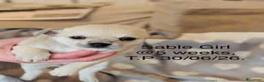 Chihuahua 3 Toffee