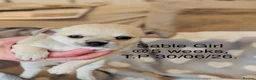 Chihuahua dogs for sale: Beautiful Pedigree Chihuahua Puppies,2 Boys2 Girls - Advert 18