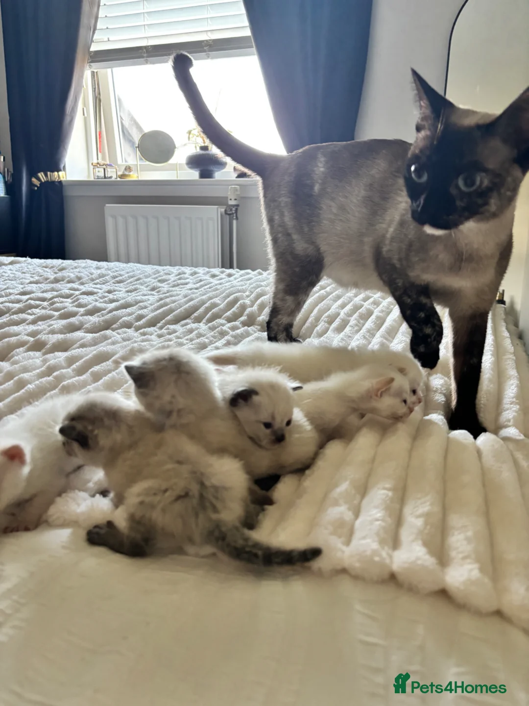 Ragamese cats for sale: Ragamese kittens for sale  in West Calder - Advert 1
