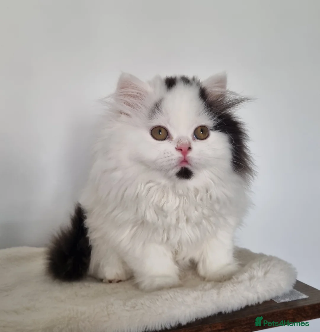 British Shorthair cats for sale: Exceptional British Shorthair & Longhair kittens - Advert 3