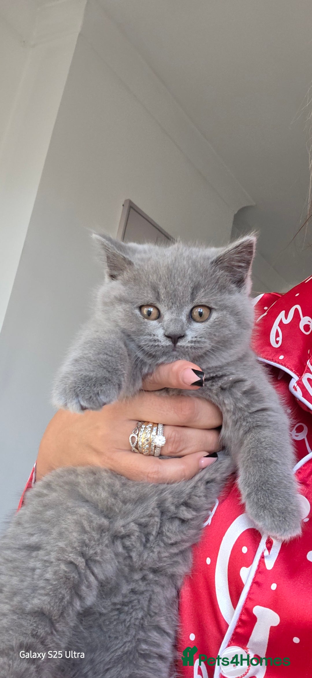British Shorthair cats for sale: British ShortHair 🐈‍⬛ - Advert 1
