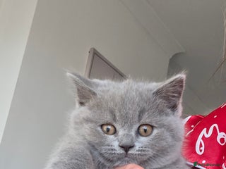 British Shorthair cats British ShortHair 🐈⬛ - Advert 2