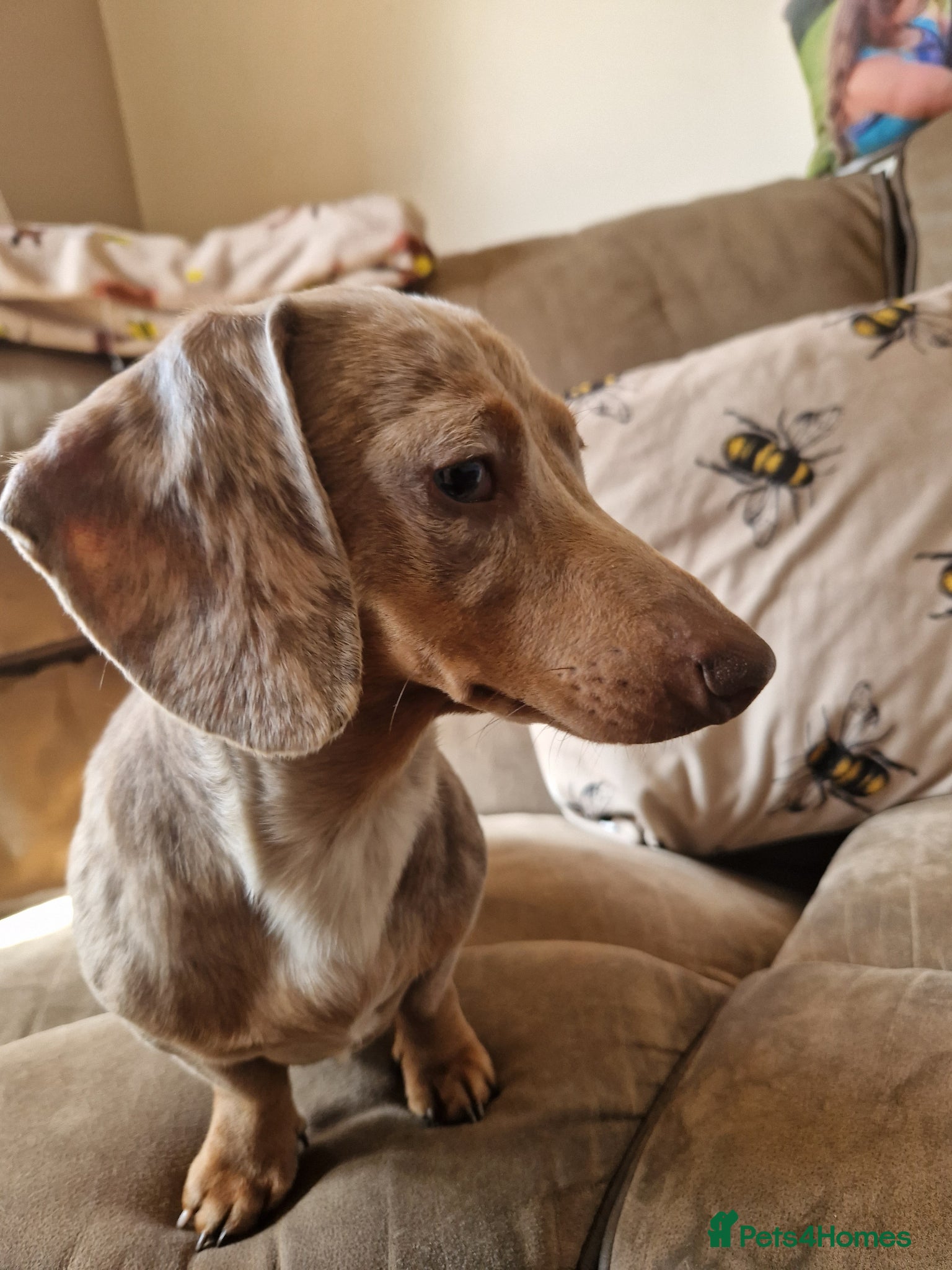 Miniature Dachshund dogs Isabella dapple and tan female - Advert 1