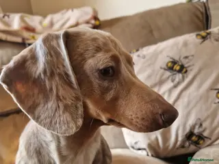 Miniature Dachshund dogs Isabella dapple and tan adult female - Advert 12