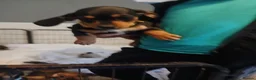 Dachshund dogs for sale: Beautiful dashhunds - Advert 7