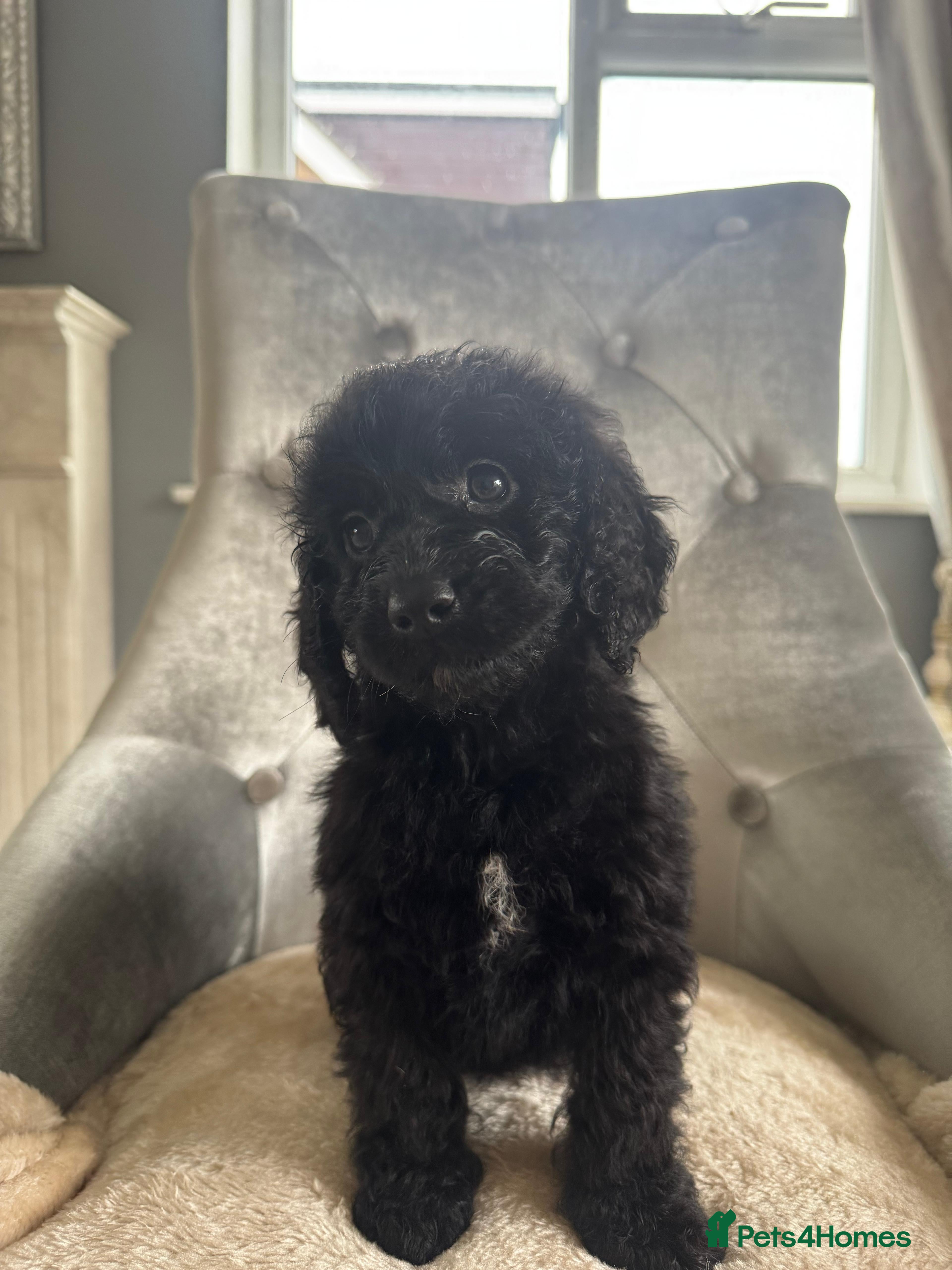 Cockapoo dogs F1 cockapoo puppies  - Advert 15