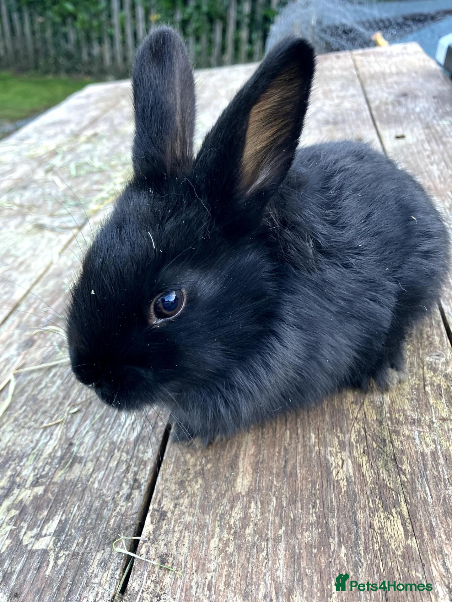Mixed Breed rabbits for sale: Choice of eight mixed-breed rabbits - Advert 4