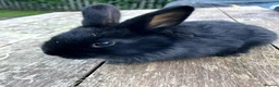 Mixed Breed rabbits for sale: Choice of eight mixed-breed rabbits in Newton Abbot - Advert 1