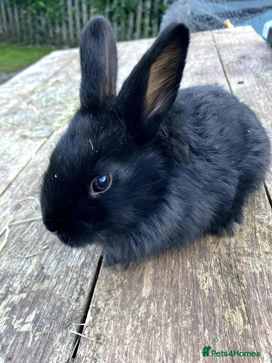 Mixed Breed rabbits for sale: Choice of eight mixed-breed rabbits in Newton Abbot - Advert 1