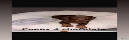 Miniature Dachshund dogs for stud: chocolate boy carries fluffy gene for stud  - Advert 20