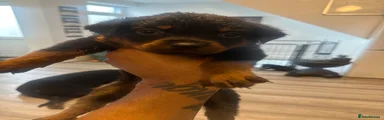 Rottweiler 6