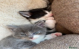Mixed Breed cats for sale: beautiful kittens - Image 29