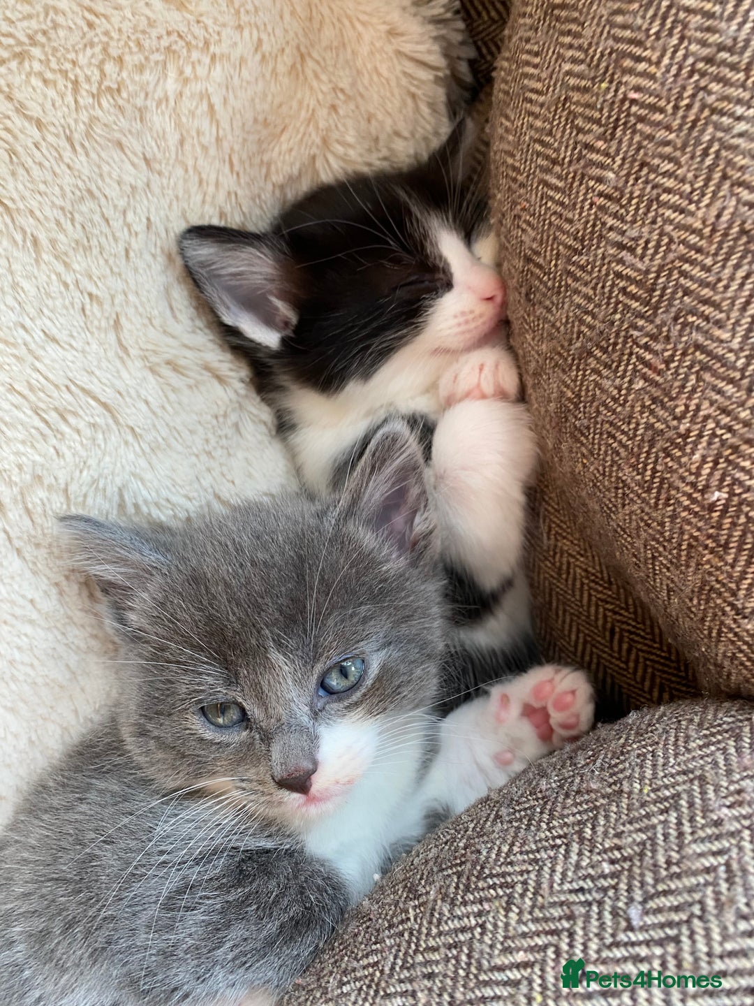 Mixed Breed cats for sale: beautiful kittens - Image 29