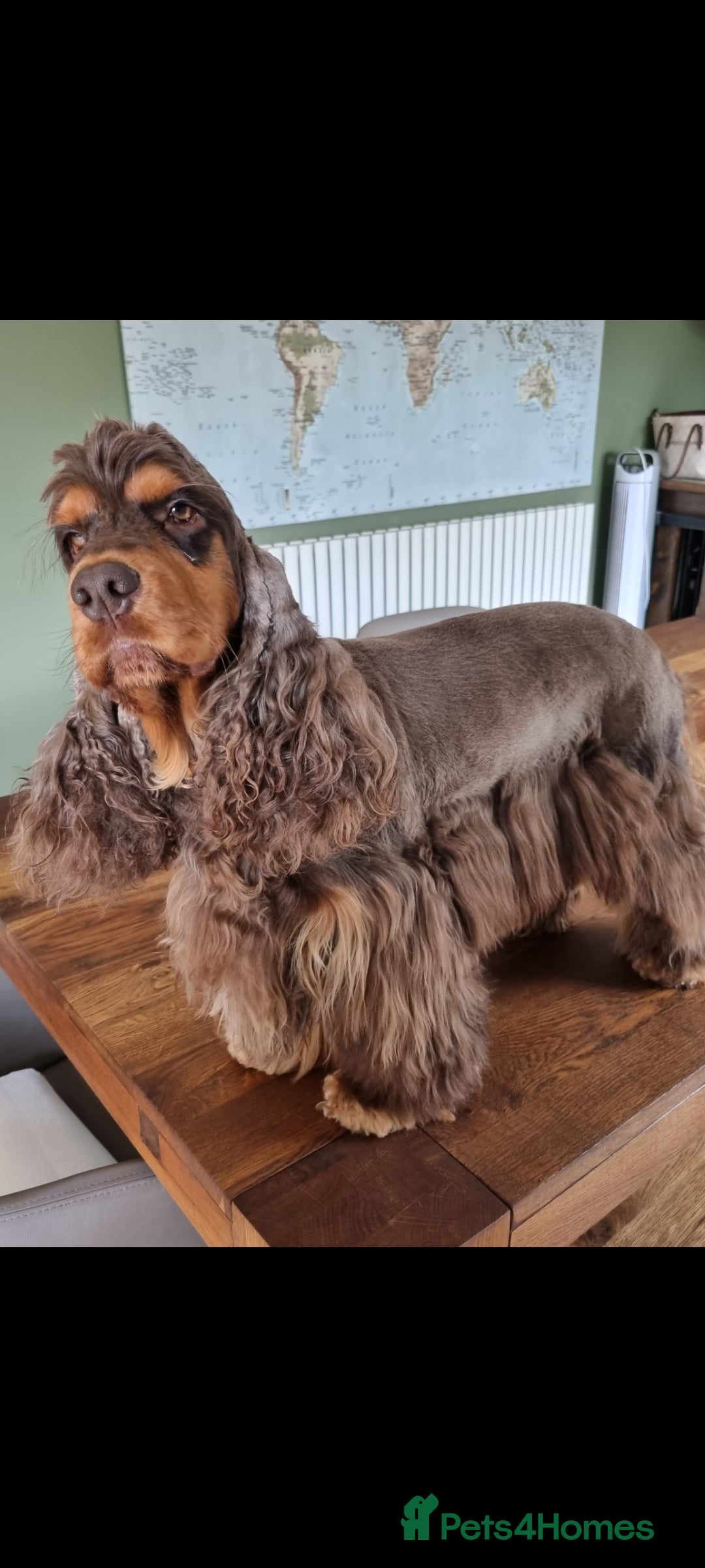 Cocker Spaniel dogs for stud: SHOW COCKER SPANIEL 🐕 health tested stud  in Brentwood - Advert 4