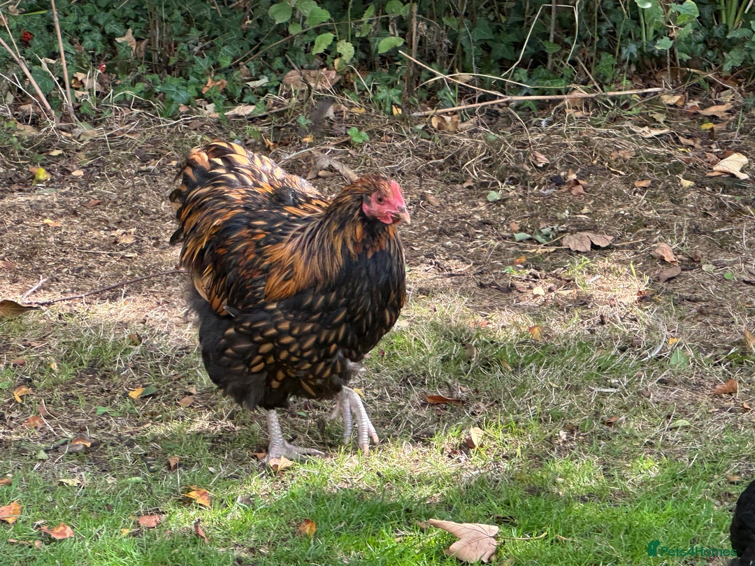 Chickens poultry for sale: Orpington chickens available  - Image 5