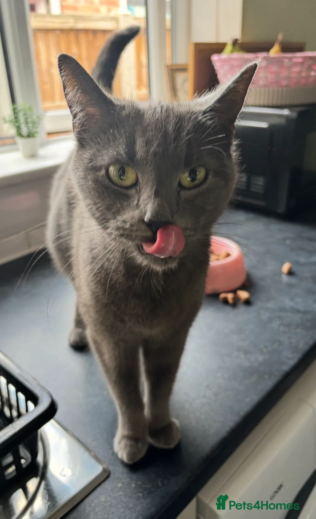 Russian Blue cats for sale: Russian blue x Domestic Short hair kittens  - Advert 2